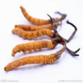 Extrait 100% naturel de Cordyceps Sinensis